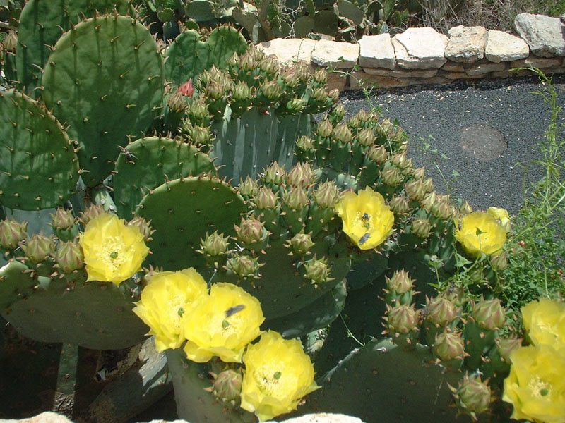 Cactus Flowers.jpg 179.0K